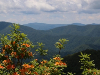 flame azaleas in Smoky Mountains