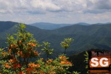 Flame azaleas in the Smoky Mountains