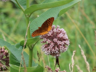 Great Spangled Fritillary